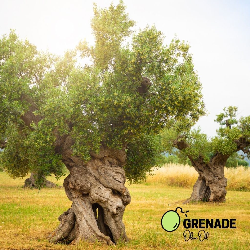 Grenade Olive Oil