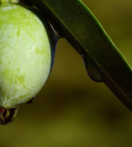 Зеленое оливковое масло