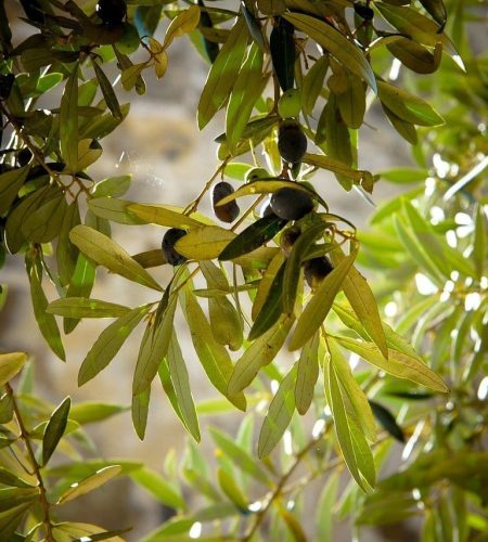 Испанские оливковые деревья